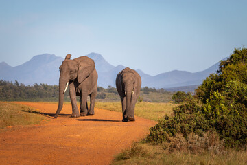 Fototapeta na wymiar Elephants in South Africa.