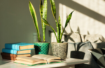 Distance home education: pile of books in colorful covers, glasses, cup of tea and Sansevieria (snake plant) in ceramic pots on a white table on the background of a bed with decorative pillows