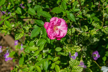 Beautiful rose blooming in a garden with tropical climate