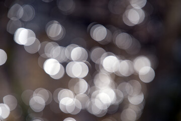 Obraz premium Beautiful white bokeh in the forest, Zurich, Switzerland. Photo taken March 27, 2021.