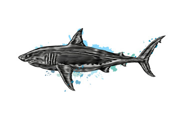 Great white shark from a splash of watercolor, colored drawing, realistic. Vector illustration of paints