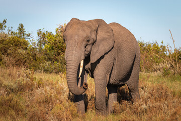 Fototapeta na wymiar Elephant in South Africa