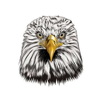 Bald eagle head portrait from a splash of watercolor, colored drawing, realistic. Vector illustration of paints
