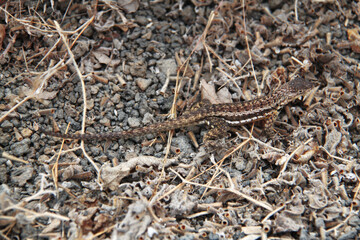 Lava Lizard of the Galapagos Islands 