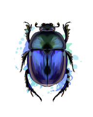 Scarab beetle from a splash of watercolor, colored drawing, realistic. Vector illustration of paints - obrazy, fototapety, plakaty