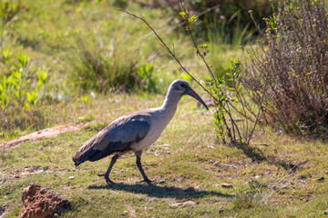 Hadada or Hadeda Ibis bird walking on the ground.