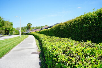 Green Ivy wall of a Florida community	