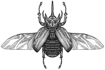 Engrave isolated rhinoceros beetle hand drawn graphic illustration © Turaev