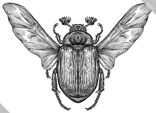 black beetle insect drawing