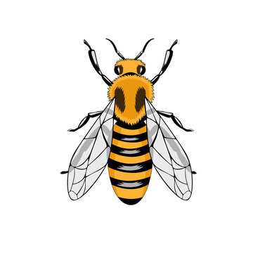 Vector image of an bee on a white background.
