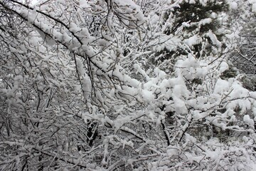 snow covered branches