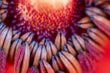 the middle and petals of the peony flower. macro photography