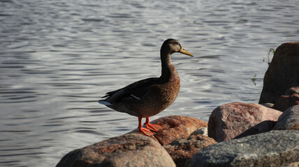 Wild duck on the lake for natural background