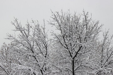 snow covered tree 