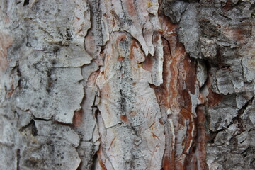 bark of a tree