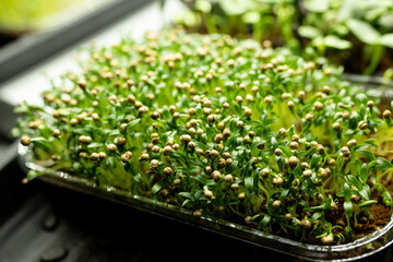 Fresh coriander sprouts, green leaves of microgreen coriander in a container. the concept of healthy eating and growing greenery at home, cityferm. Selective focus.