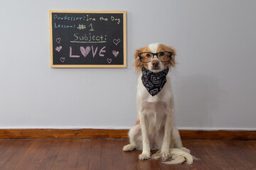 Dog with glasses beside at a blackboard like a professor