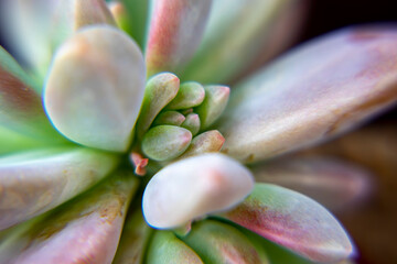 
green succulent plant, macro photo, black and white