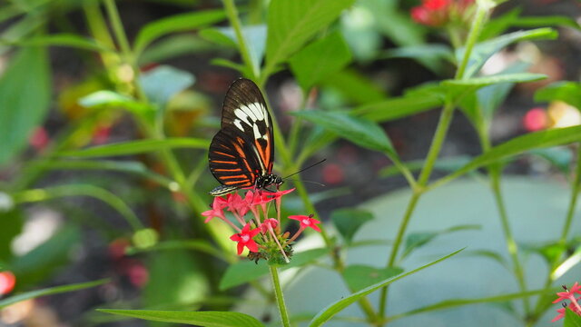 Crimson Patched Butterfly On Top Of Red Flower, White, Red And Black Wings