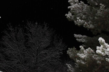 snow covered branches at night