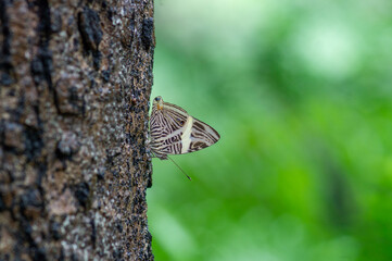 buttherfly in a stem