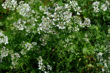 Coriander plant with flowers grown in a home garden