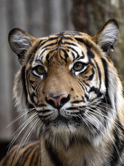 Fototapeta na wymiar Portrait of female Sumatran Tiger, Panthera tigris Sumatrae, which observes surroundings