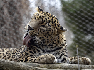 Male, Persian Leopard, Panthera Pardus saxicolor, tongue cleans fur
