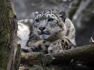 Fototapeta na wymiar Portrait of Snow Leopard, Panthera Uncia, who resting on tree trunk