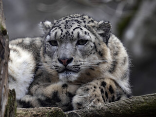 Portrait of Snow Leopard, Panthera Uncia, who resting on tree trunk