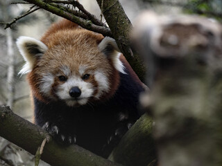Fototapeta premium Portrait of red panda, ailurus fulgens that resting on tree trunk