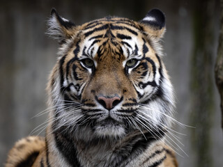 Portrait of female Sumatran Tiger, Panthert tigris Sumatrae, which observes surroundings