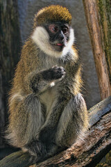 Probably the rarest Bale monkey, Chlorocebus djamdjamensis, lives only in Herna forest, Ethiopia