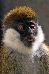 Probably the rarest Bale monkey, Chlorocebus djamdjamensis, lives only in Herna forest, Ethiopia