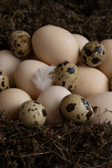 Conceptual still-life with quail and hen eggs in nest over dark background