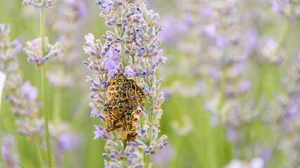 avispas en campos de lavanda