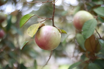 Star Apple Fruit 