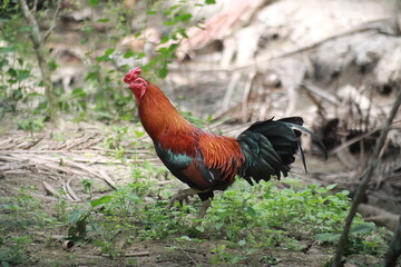 Red Rooster Chicken farm free roam