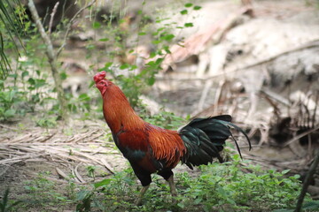 Red Rooster Chicken farm free roam