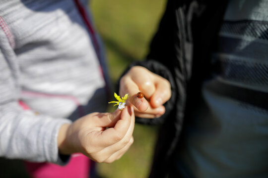 Shallow depth of field (selective focus) image with the hand of a little girl holding a flower and the hand of a little boy holding a ladybug.