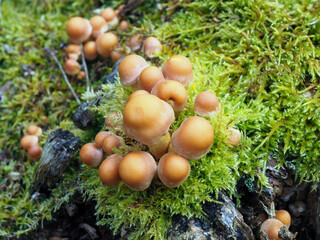 Sulphur Tuft Fungus (Hypholoma Fasciculare)