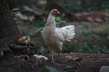 Chicken Hen with Baby Chics