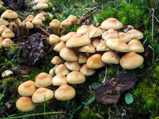 Sulphur Tuft Fungus (Hypholoma Fasciculare)