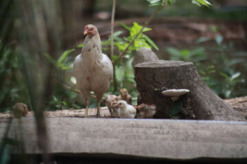 Chicken Hen with Baby Chics