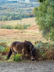 Exmoor Pony Grazing in the  Ashdown Forest in Autumn