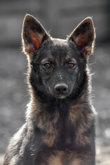 closeup portrait sad homeless abandoned colored white dog outdoor