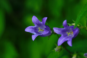 Delicate blue bell flowers on the flowerbed in summer among green grass in the garden.