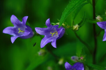 Delicate blue bell flowers on the flowerbed in summer among green grass in the garden.