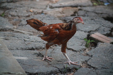 Young farm chicken free roaming 