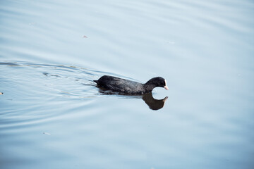 Foulque nageant sur le lac .